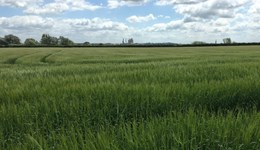 Latest findings from AHDB crop nutrition research